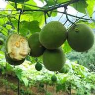Green Monkfruit Seeds for Planting – Heirloom Non-GMO High Germination Organic Garden Seeds