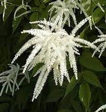 Semillas de flores Aruncus Dioicus blancas Semillas orgánicas de alta germinación, reliquia, sin OMG para jardín