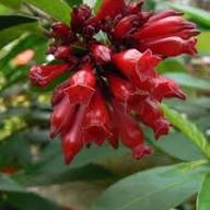 Rote Cestrum-Blumensamen – Alte Sorte, gentechnikfrei, hohe Keimrate, Bio-Gartensamen zum Pflanzen