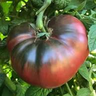 Red Black Tomato Seeds – Heirloom Non-GMO High Germination Organic Garden Seeds