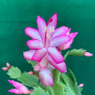 Pink White Schlumbergera Flower Seeds for Planting – Heirloom, Non-GMO, High Germination Organic Garden Seeds
