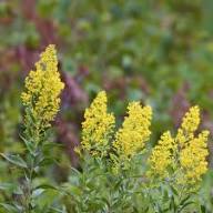 Yellow Solidago Speciosa Flower Seeds – Heirloom, Non-GMO, High Germination Organic Garden Seeds for Planting