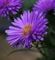 Violet Aster Flower Seeds – Heirloom Non-GMO High Germination Organic Garden Seeds