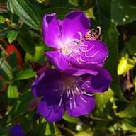Lila-Pinke Streptocarpus-Blumensamen zum Pflanzen – Alte Sorte, gentechnikfrei, hohe Keimfähigkeit, Bio-Gartensamen