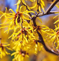 Yellow Hazel Flower Seeds – Heirloom, Non-GMO, High Germination Seeds