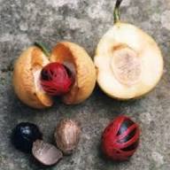 Myristica Fragrans Fruit Seeds for Growing Nutmeg Trees – Heirloom Non-GMO High Germination Organic Garden Seeds for Home Garden Seeds for Planting
