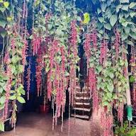 Red Thunbergia Coccinea Flower Seeds Heirloom Non-GMO High Germination Organic Garden Seeds for Planting