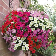 Semillas Mixtas de Petunia Colgante – Heredadas, No Modificadas Genéticamente, Semillas de Alta Germinación