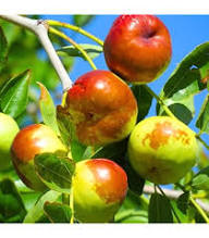 Honey Jar Jujube Fruit Seeds for Planting – Heirloom Non-GMO High Germination Organic Garden Seeds