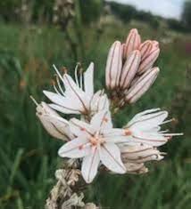 White Asphodelus Flowers Seed – Heirloom, Non-GMO, High Germination Organic Garden Seeds for Planting