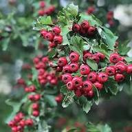 Hawthorn Red Seeds – Heirloom Non-GMO High Germination Organic Garden Seeds for Planting