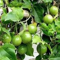 Green Granadilla Seeds for Planting – Heirloom Non-GMO High Germination Organic Garden Seeds