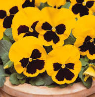 Yellow Giant Pansy Flower Seeds – Heirloom, Non-GMO, High Germination Seeds
