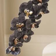 Rare Black Orchid Flower Seeds – Heirloom, Non-GMO, High Germination Seeds