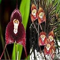 Mixed Orchid Monkey Face Flower Seeds – Heirloom, Non-GMO, High Germination Seeds
