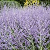 Perovskia Atriplicifolia Sage Plant Seeds Heirloom Non-GMO High Germination Organic Garden Seeds for Planting