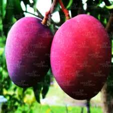 Tommy Atkins Mango Fruit Seeds for Planting – Heirloom Non-GMO High Germination Organic Garden Seeds for Tropical Sweet Mango Seeds for Planting