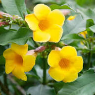 Yellow Cerinthe Flower Seeds – Heirloom, Non-GMO, High Germination Organic Garden Seeds