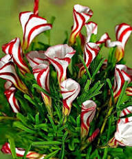 Red White Oxalis Corymbosa Flower Seeds for Planting – Heirloom Non-GMO High Germination Organic Garden Seeds