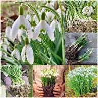 Snowdrop Flower Seeds White for Planting – Heirloom, Non-GMO, High Germination Organic Garden Seeds