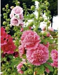 Pink Double Petal Hollyhock Flower Seeds Heirloom Non-GMO High Germination Organic Garden Seeds for Planting