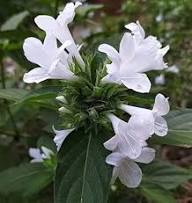 White Cirrhosa Flower Seeds – Heirloom, Non-GMO, High Germination Organic Garden Seeds for Planting