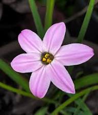 Semillas de Flor Ipheion Uniflorum Rosa – Herencia, No OGM, Semillas Orgánicas de Alta Germinación para Jardín