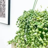 Pearl Chlorophytum Plant Seeds – Heirloom, Non-GMO, High Germination Organic Garden Seeds for Planting