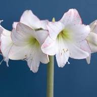 White Hippeastrum Flower Seeds for Planting Heirloom Non-GMO High Germination Organic Garden Seeds