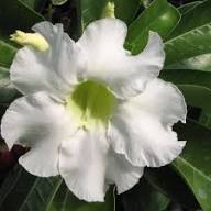 New Adenium Flower Seeds White Heirloom Non-GMO High Germination Organic Garden Seeds