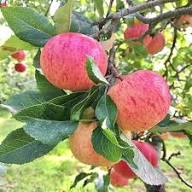 Japanese Fuji Apple Fruit Seeds for Planting Heirloom Non-GMO High Germination Organic Garden Seeds