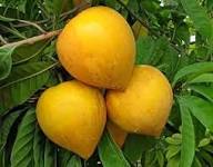 Lucuma Nervosa Seeds Yellow Heirloom Non-GMO High Germination Organic Garden Seeds for Planting