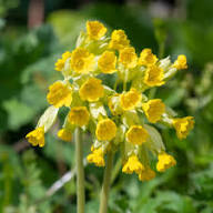 Semillas de flores de primavera amarillas (Primula Veris) – Ecológicas, de reliquia, sin OMG, con alta tasa de germinación para plantar en el jardín