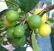 Lemon Drop Melon Fruit Seeds for Planting – Heirloom Non-GMO High Germination Organic Garden Seeds for Sweet Tangy Melons