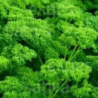 Parsley Plant Seeds Heirloom Non-GMO High Germination Organic Garden Seeds for Planting