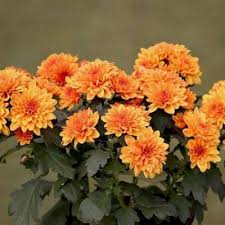 Orange Yellow Chrysanthemum Flower Seeds – Heirloom, Non-GMO Seeds