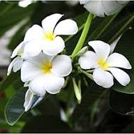 Plumeria Flower Seeds Green White – Heirloom Non-GMO High Germination Organic Garden Seeds