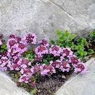 Semillas de flores de Pulegioides rosadas – Herencia, sin OGM, semillas de jardín orgánicas de alta germinación para sembrar