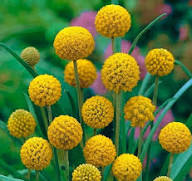 Yellow Craspedia Globosa Seeds – Heirloom, Non-GMO, High Germination Organic Garden Seeds