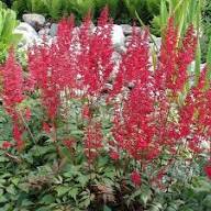 Astilbe Staudensamen Rot Alte Sorte Gentechnikfrei Hohe Keimfähigkeit Bio Gartensamen zum Pflanzen