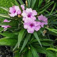 Petunia Flower Seeds Pink Purple Heirloom Non-GMO High Germination Organic Garden Seeds for Planting