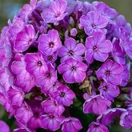 Violet Phlox Flower Seeds for Planting – Heirloom, Non-GMO, High Germination Organic Garden Seeds
