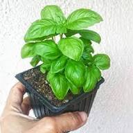 Green Basil Licorice Plant Seeds Heirloom Non-GMO High Germination Organic Garden Seeds for Planting