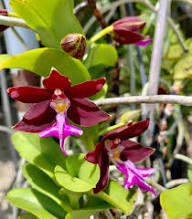 Trichoglottis Flower Seeds – Heirloom, Non-GMO, High Germination Organic Seeds