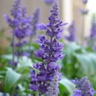 Deep Purple Salvia Flower Seeds Heirloom Non-GMO High Germination Organic Garden Seeds for Planting