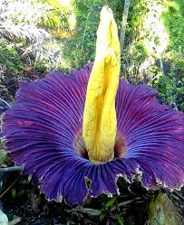 Corpse Flower Seeds Purple for Planting Heirloom Non-GMO High Germination Organic Garden Seeds