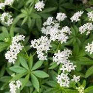White Galium Odoratum Flower Seeds – Heirloom, Non-GMO, High Germination Organic Garden Seeds for Planting