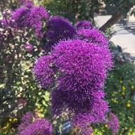 Purple Trachelium Flower Seeds Heirloom Non-GMO High Germination Organic Garden Seeds for Planting