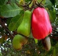 Rote Cashewnuss-Samen, alte Sorte, gentechnikfrei, hohe Keimfähigkeit, Bio-Gartensamen zum Pflanzen