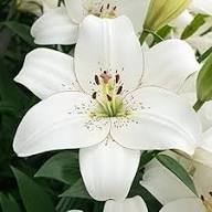 White Arthropodium Flower Seeds Heirloom Non-GMO High Germination Organic Garden Seeds